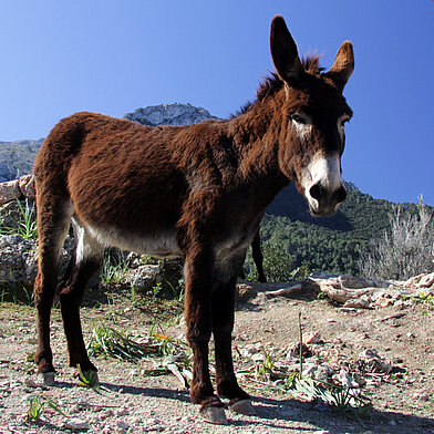 Can Perla & Can Jordi